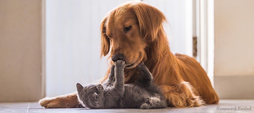 Dog and Cat