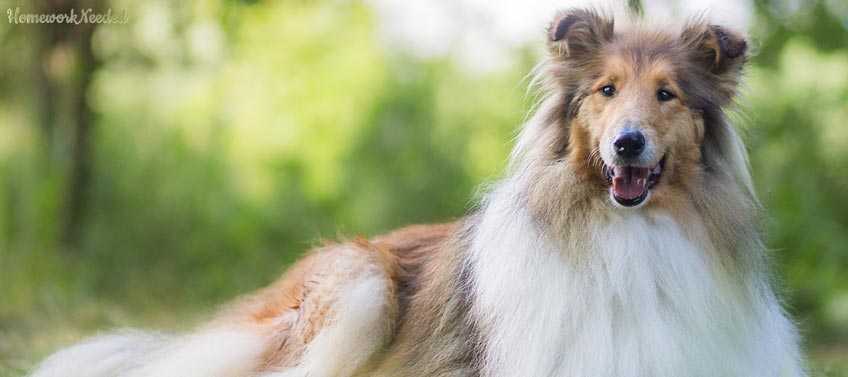 Long-Haired Dogs